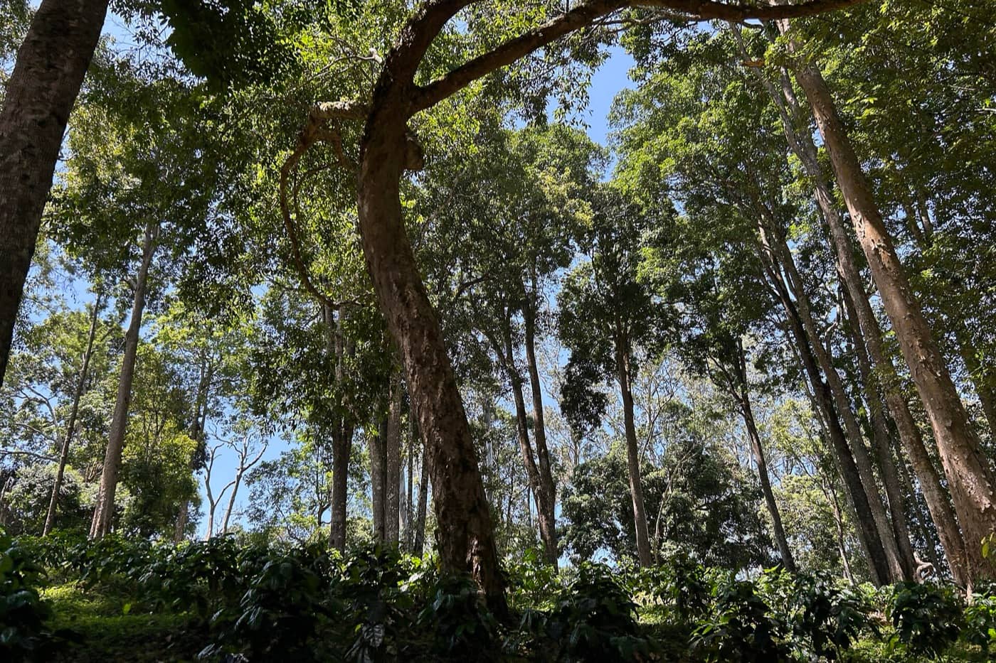 Coorg, Karnataka