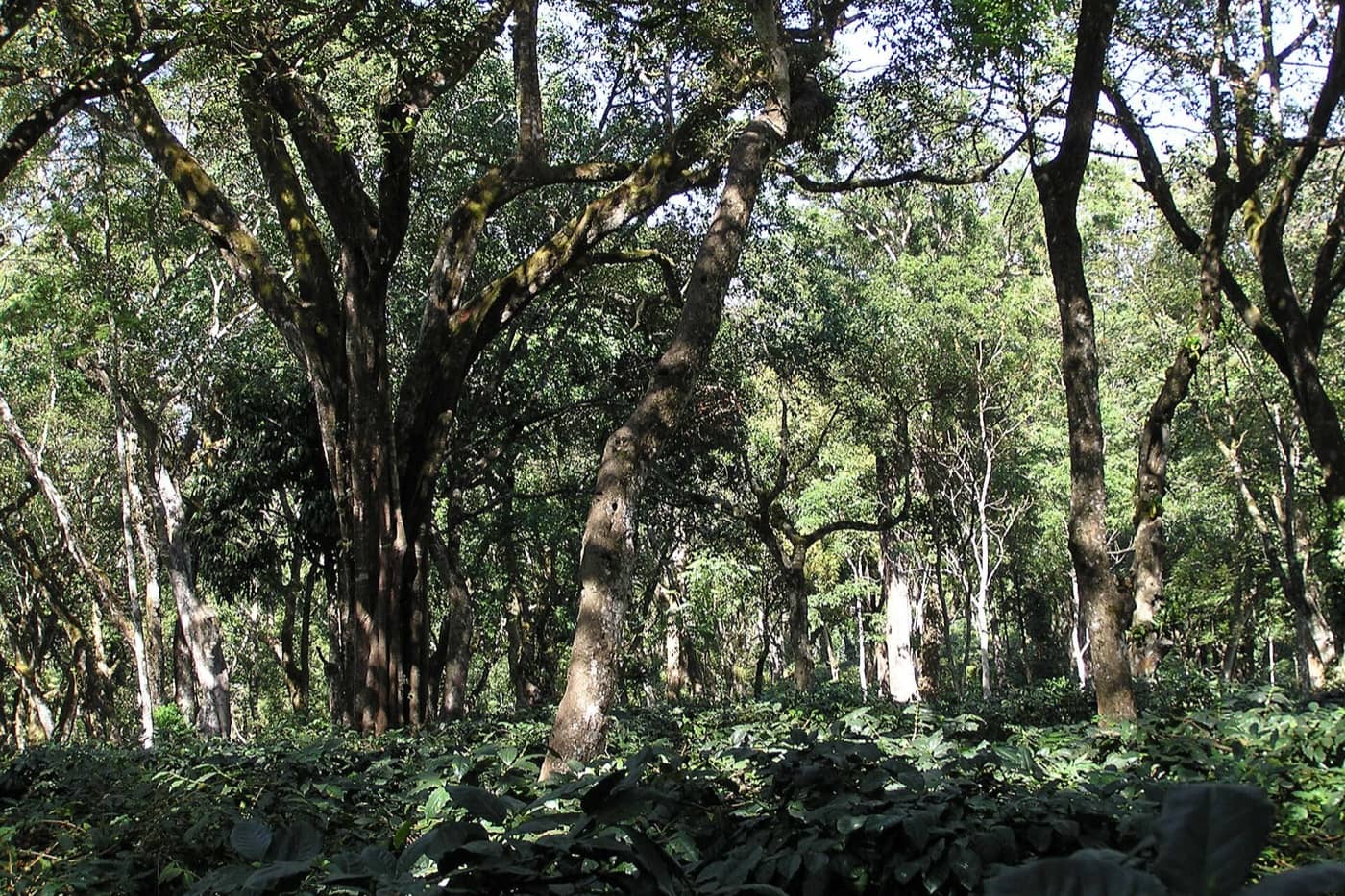 Coorg, Karnataka