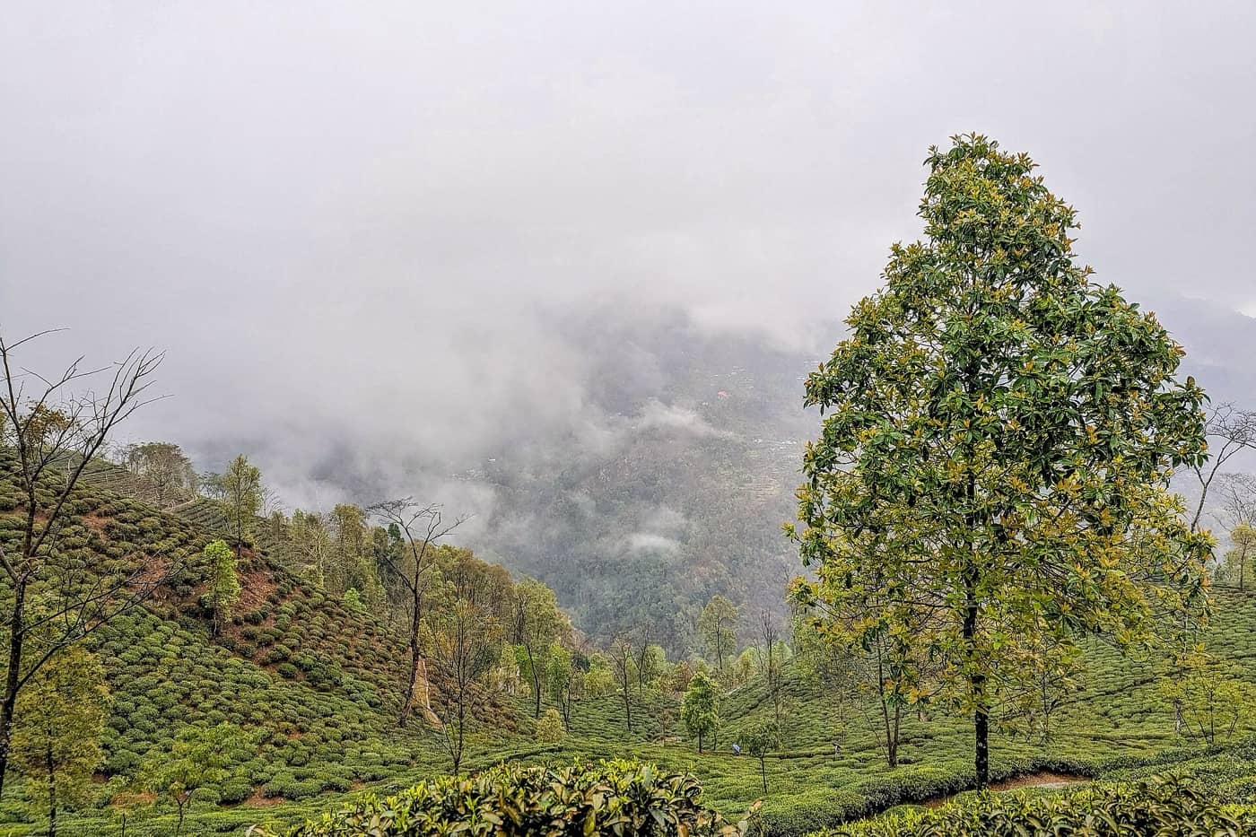 Darjeeling, West Bengal