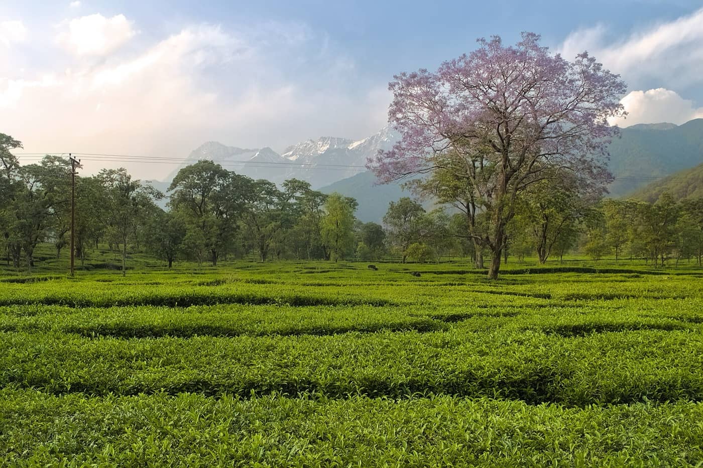 Dharamshala & McLeod Ganj, Himachal Pradesh