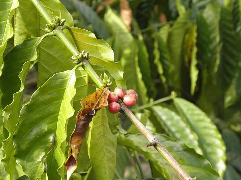 Coorg Coffee Trails, Coorg