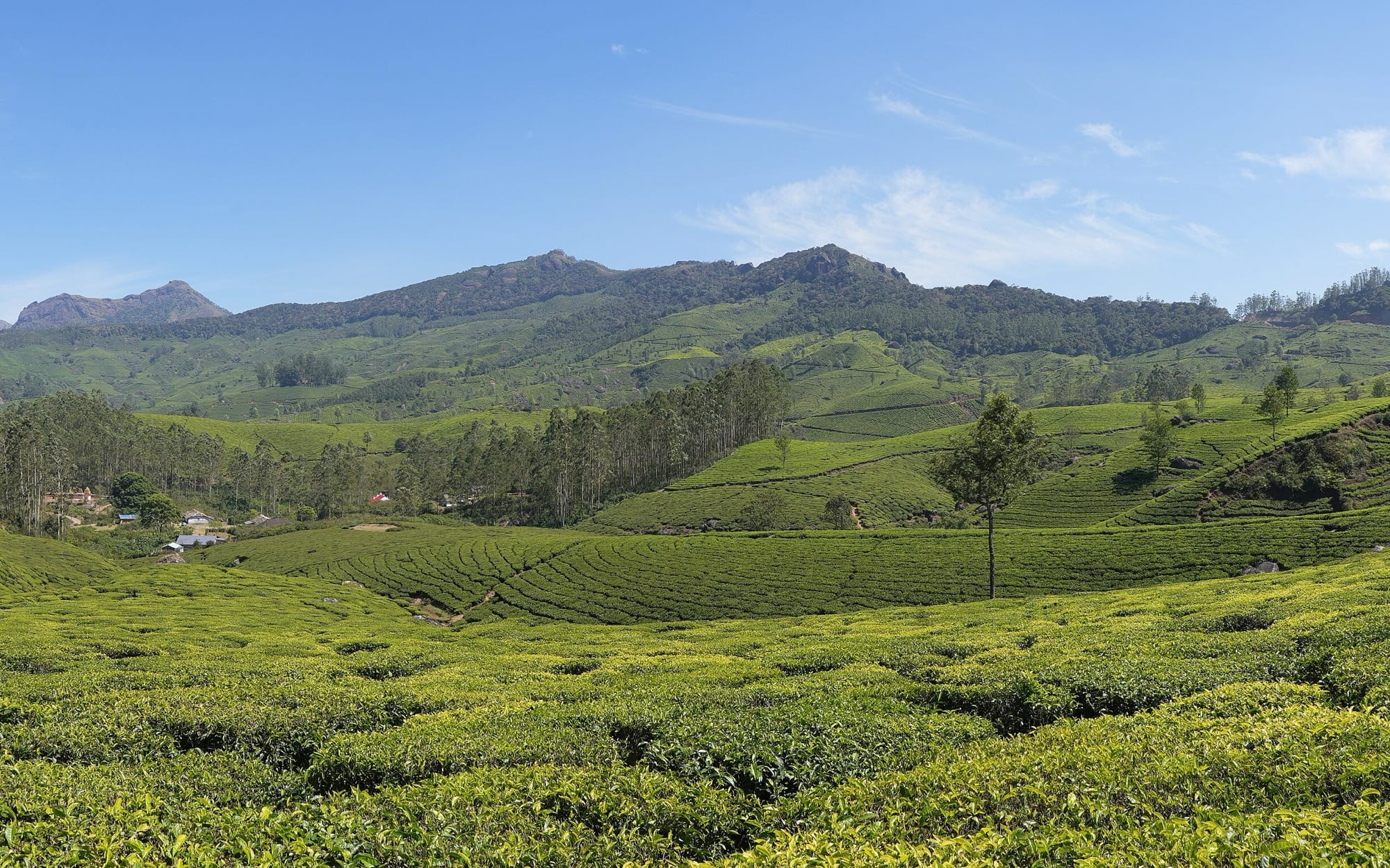 Munnar, Kerala
