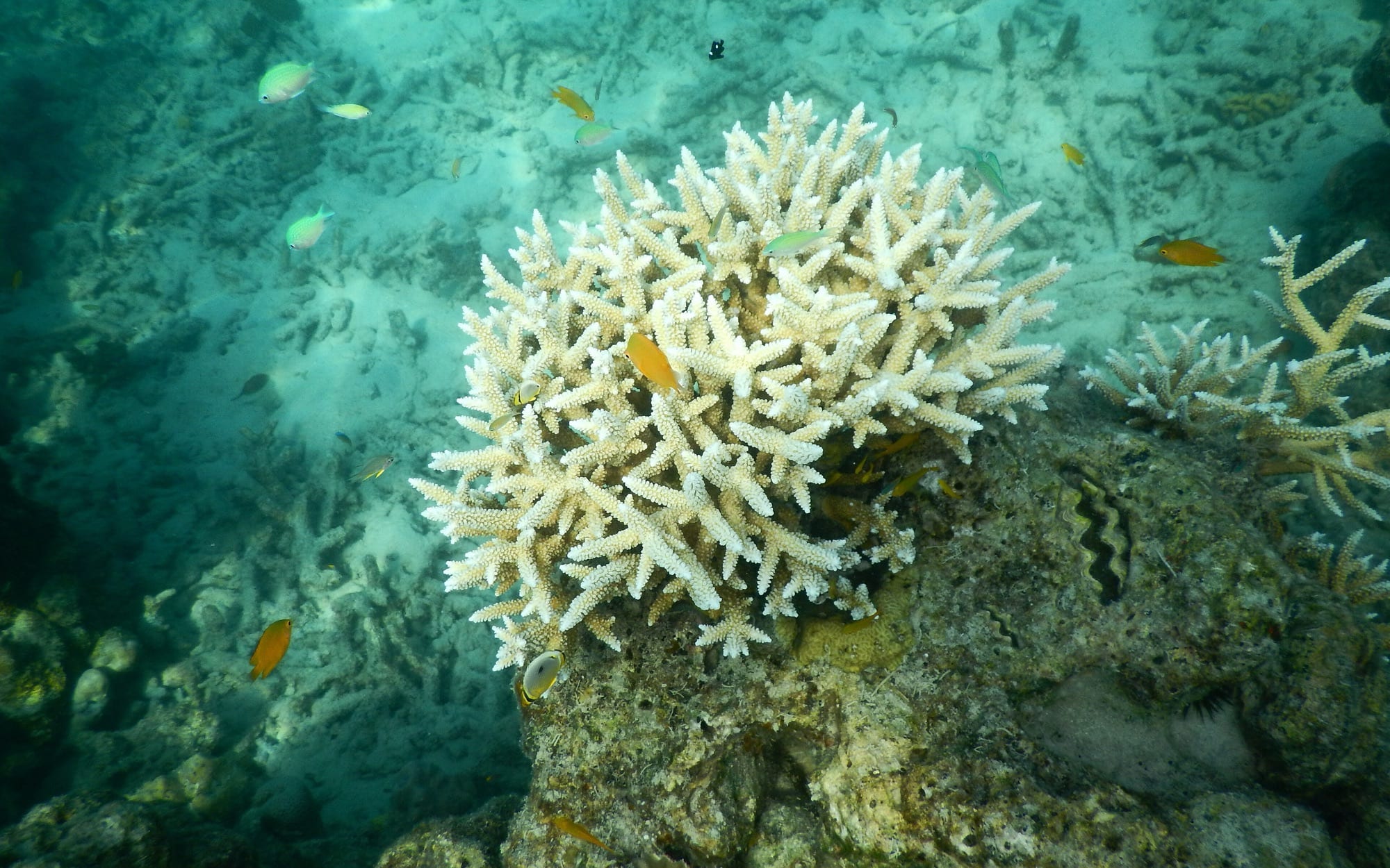 Andaman Dive Week — Andaman Islands, Andaman and Nicobar Islands