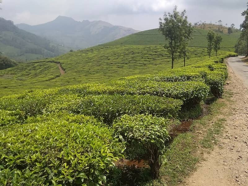 Munnar, Kerala