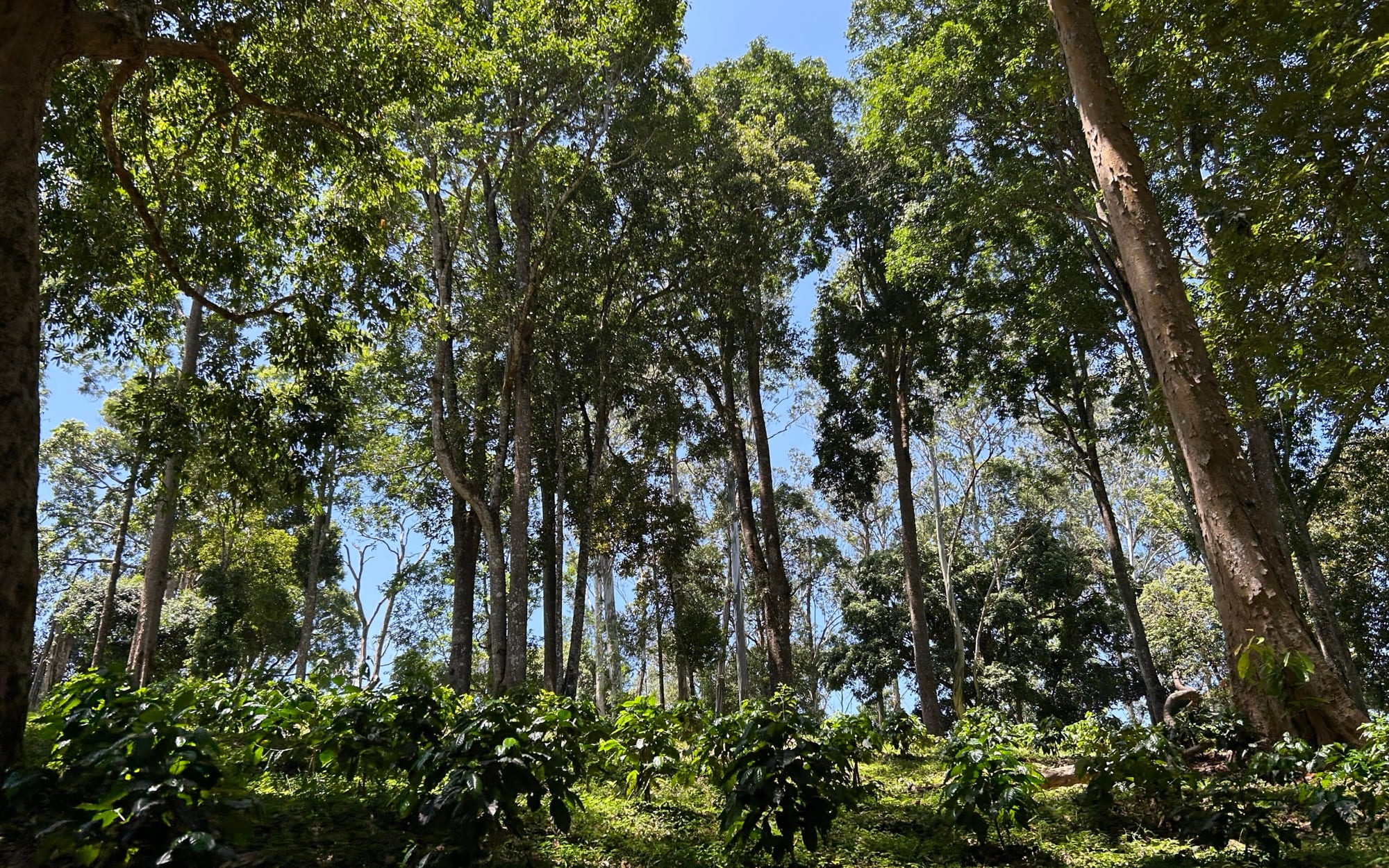 Coorg Coffee Trails, Coorg